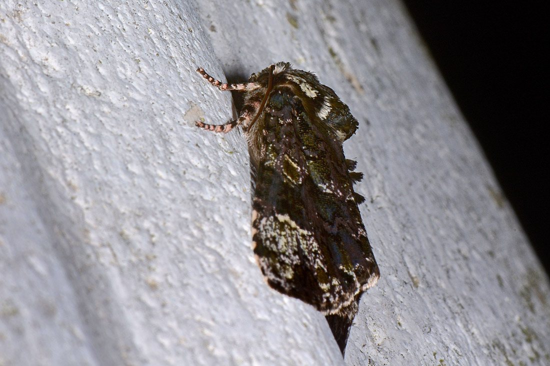 Noctuidae - Craniophora ligustri? S